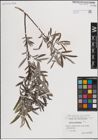Foto von Salix eleagnos Scop.